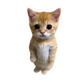 Meow Sticker